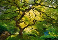 WNA! Sacred Flow: Fall Equinox Observation