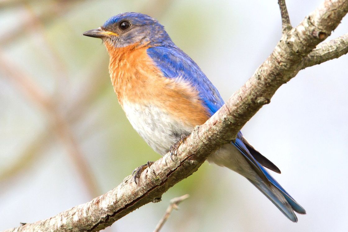 eastern bluebird 58f8c8ba3df78ca15978a2be